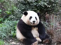 爱游戏官网-猫坐车表情包